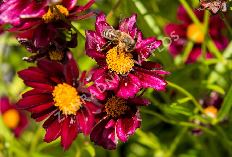 Krásnoočko 'Mercury Rising' - Coreopsis 'Mercury Rising'