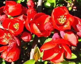 Kdoulovec lahvicovitý 'Grandiflora'