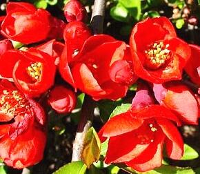 Kdoulovec lahvicovitý 'Grandiflora'