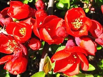 Kdoulovec lahvicovitý 'Grandiflora'