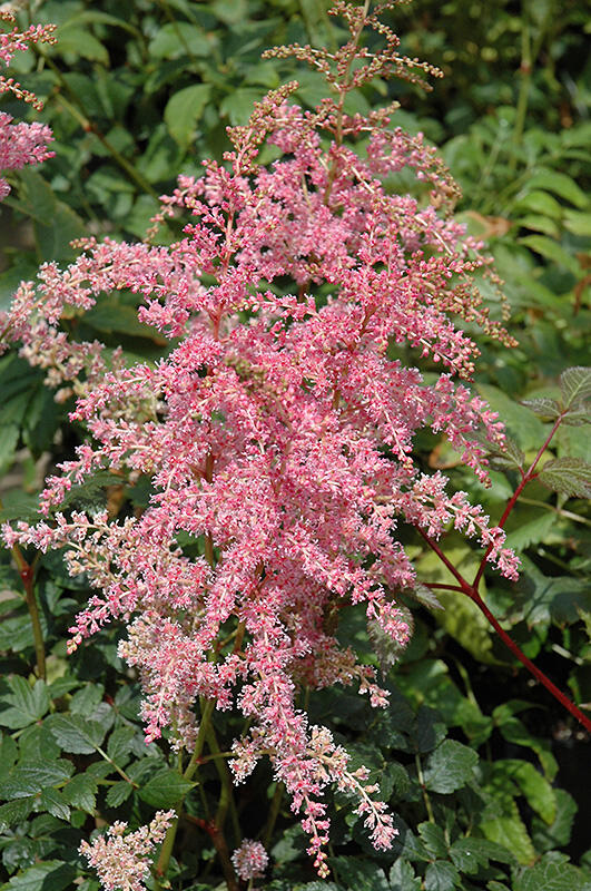 Čechrava Arendsova 'Flamingo' - Astilbe arendsii 'Flamingo'