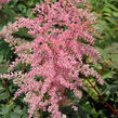 Čechrava Arendsova 'Flamingo' - Astilbe arendsii 'Flamingo'