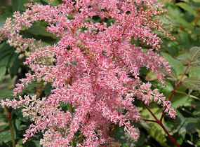 Čechrava Arendsova 'Flamingo' - Astilbe arendsii 'Flamingo'