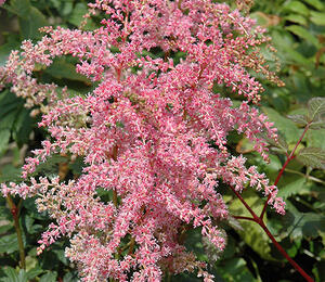 Čechrava Arendsova 'Flamingo' - Astilbe arendsii 'Flamingo'
