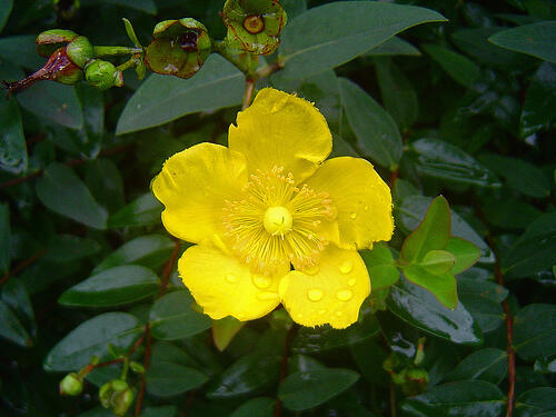Třezalka rozkladitá - Hypericum patulum