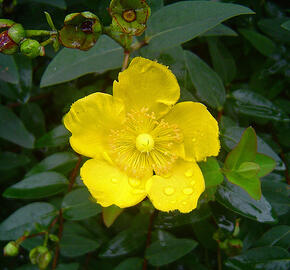 Třezalka rozkladitá