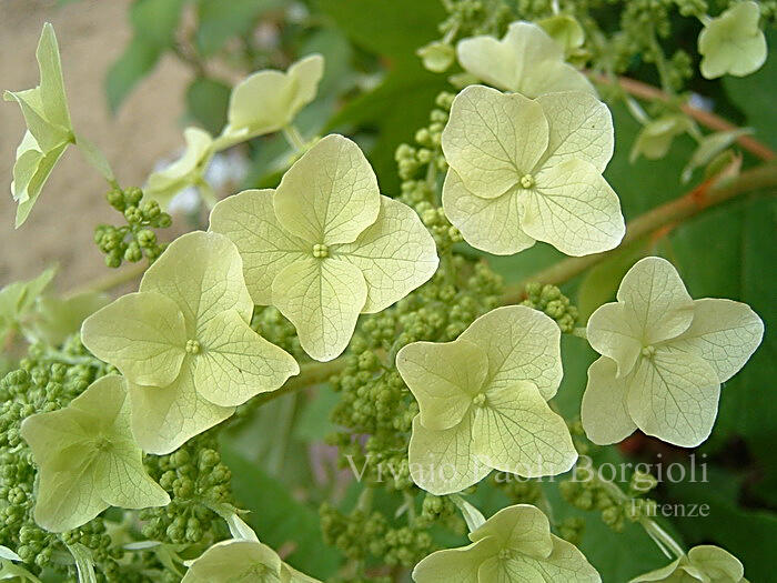 Hortenzie dubolistá 'Tennessee Clone' - Hydrangea quercifolia 'Tennessee Clone'