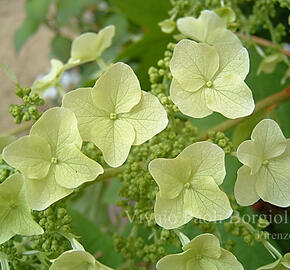 Hortenzie dubolistá 'Tennessee Clone'