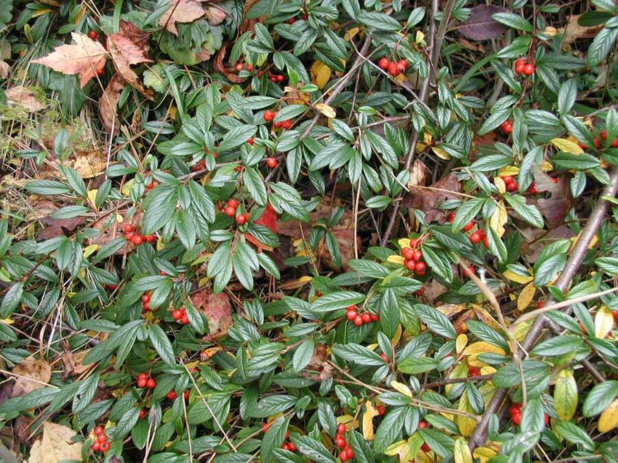 Skalník vrbolistý 'Sympathie' - Cotoneaster salicifolius 'Sympathie'