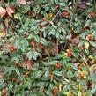 Skalník vrbolistý 'Sympathie' - Cotoneaster salicifolius 'Sympathie'