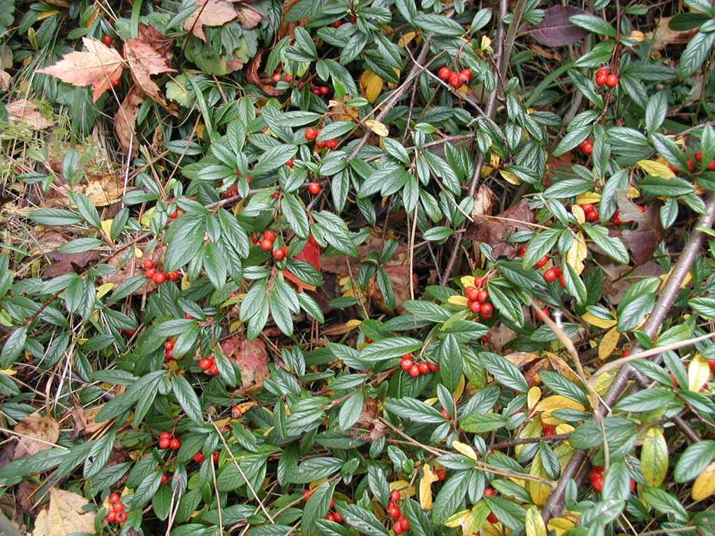 Skalník vrbolistý 'Sympathie' - Cotoneaster salicifolius 'Sympathie'