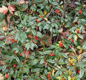 Skalník vrbolistý 'Sympathie' - Cotoneaster salicifolius 'Sympathie'