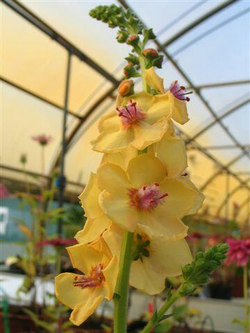 Divizna 'Clementine' - Verbascum 'Clementine'