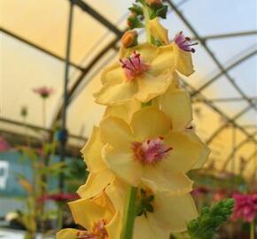 Divizna 'Clementine'