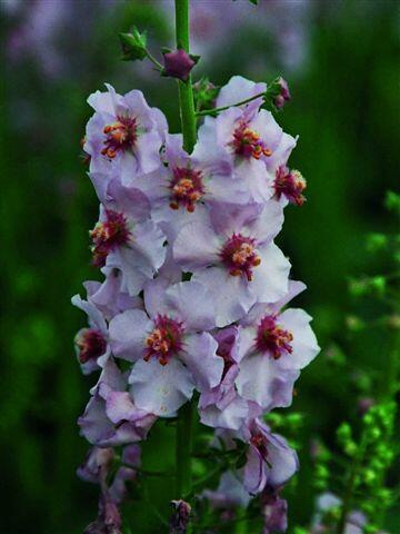 Divizna 'Apricot Pixie' - Verbascum 'Apricot Pixie'