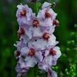 Divizna 'Apricot Pixie' - Verbascum 'Apricot Pixie'