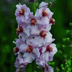 Divizna 'Apricot Pixie' - Verbascum 'Apricot Pixie'