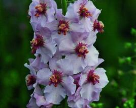 Divizna 'Apricot Pixie'