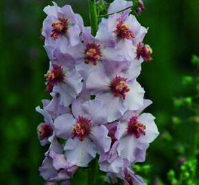 Divizna 'Apricot Pixie' - Verbascum 'Apricot Pixie'