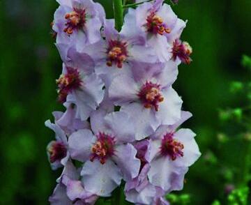 Divizna 'Apricot Pixie'
