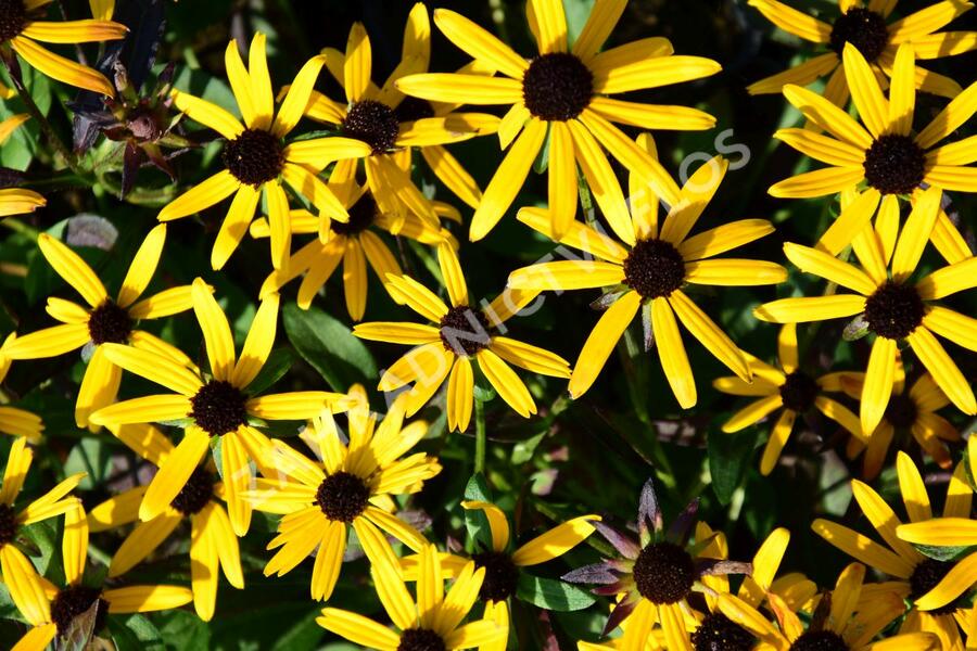 Třapatka zářivá 'Little Goldstar' - Rudbeckia fulgida 'Little Goldstar'