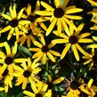 Třapatka zářivá 'Little Goldstar' - Rudbeckia fulgida 'Little Goldstar'