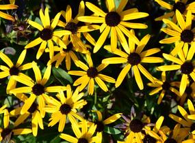 Třapatka zářivá 'Little Goldstar' - Rudbeckia fulgida 'Little Goldstar'