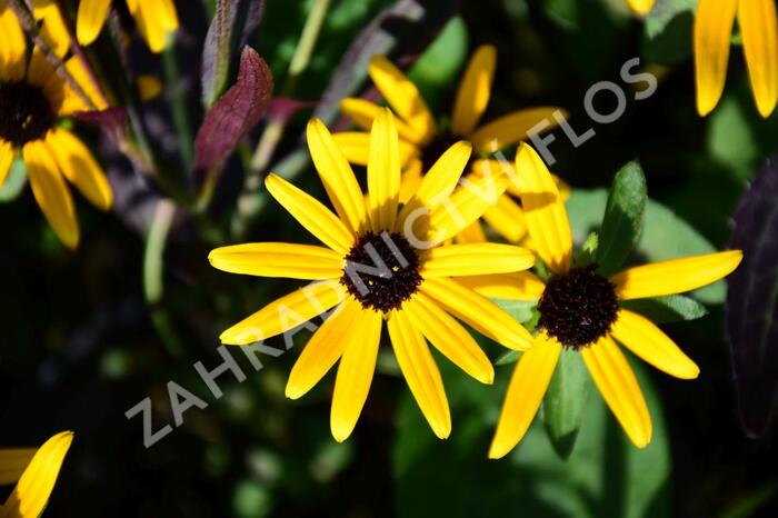 Třapatka zářivá 'Little Goldstar' - Rudbeckia fulgida 'Little Goldstar'