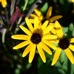 Třapatka zářivá 'Little Goldstar' - Rudbeckia fulgida 'Little Goldstar'