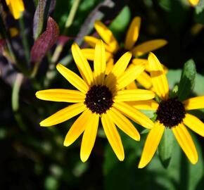 Třapatka zářivá 'Little Goldstar' - Rudbeckia fulgida 'Little Goldstar'