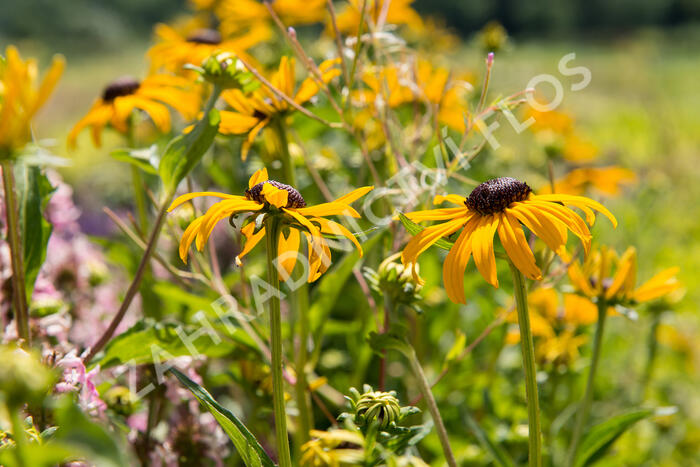 Třapatka zářivá 'City Garden' - Rudbeckia fulgida 'City Garden'