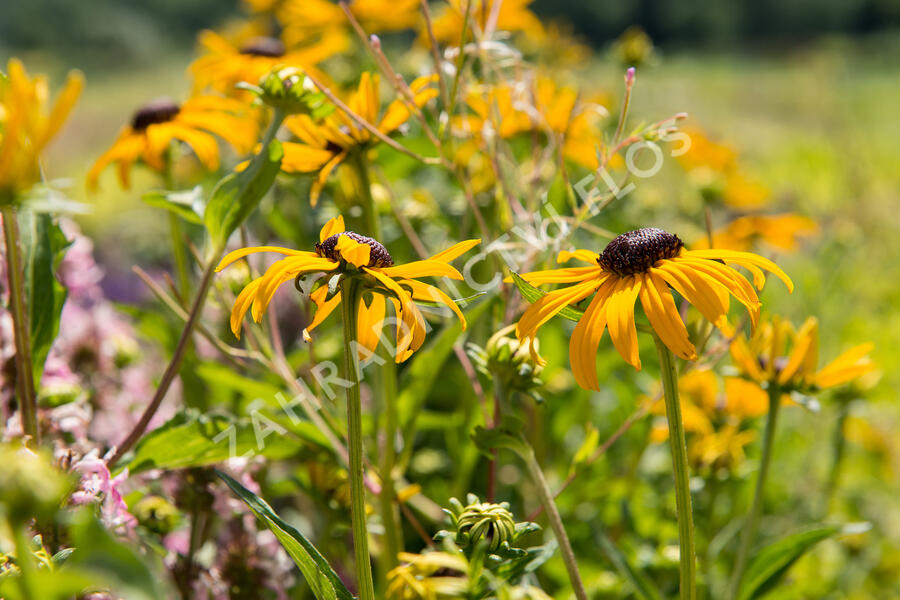 Třapatka zářivá 'City Garden' - Rudbeckia fulgida 'City Garden'