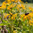 Třapatka zářivá 'City Garden' - Rudbeckia fulgida 'City Garden'