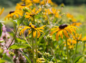 Třapatka zářivá 'City Garden' - Rudbeckia fulgida 'City Garden'