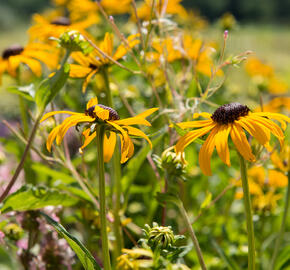 Třapatka zářivá 'City Garden' - Rudbeckia fulgida 'City Garden'