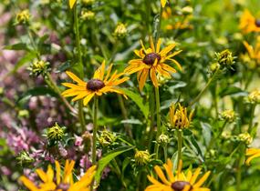 Třapatka zářivá 'City Garden' - Rudbeckia fulgida 'City Garden'