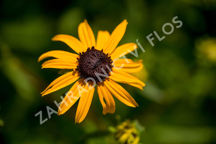 Třapatka zářivá 'City Garden' - Rudbeckia fulgida 'City Garden'