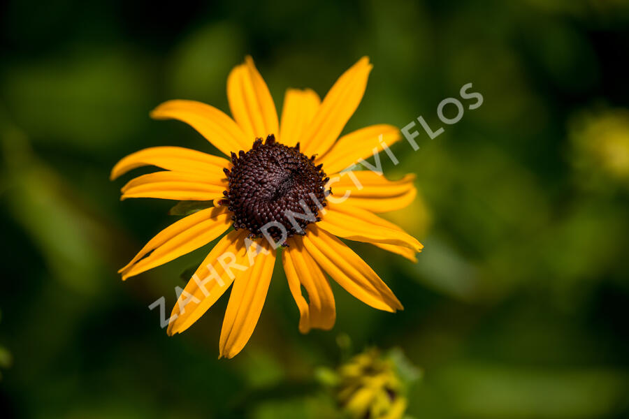 Třapatka zářivá 'City Garden' - Rudbeckia fulgida 'City Garden'