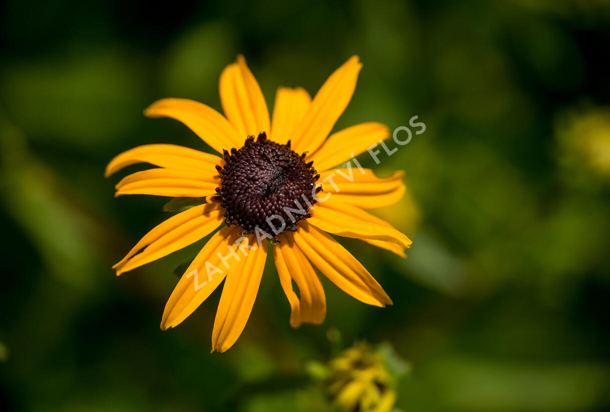 Třapatka zářivá 'City Garden' - Rudbeckia fulgida 'City Garden'