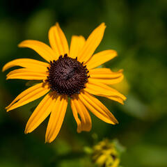 Třapatka zářivá 'City Garden' - Rudbeckia fulgida 'City Garden'