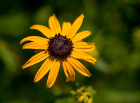 Třapatka zářivá 'City Garden' - Rudbeckia fulgida 'City Garden'