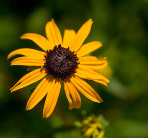 Třapatka zářivá 'City Garden' - Rudbeckia fulgida 'City Garden'