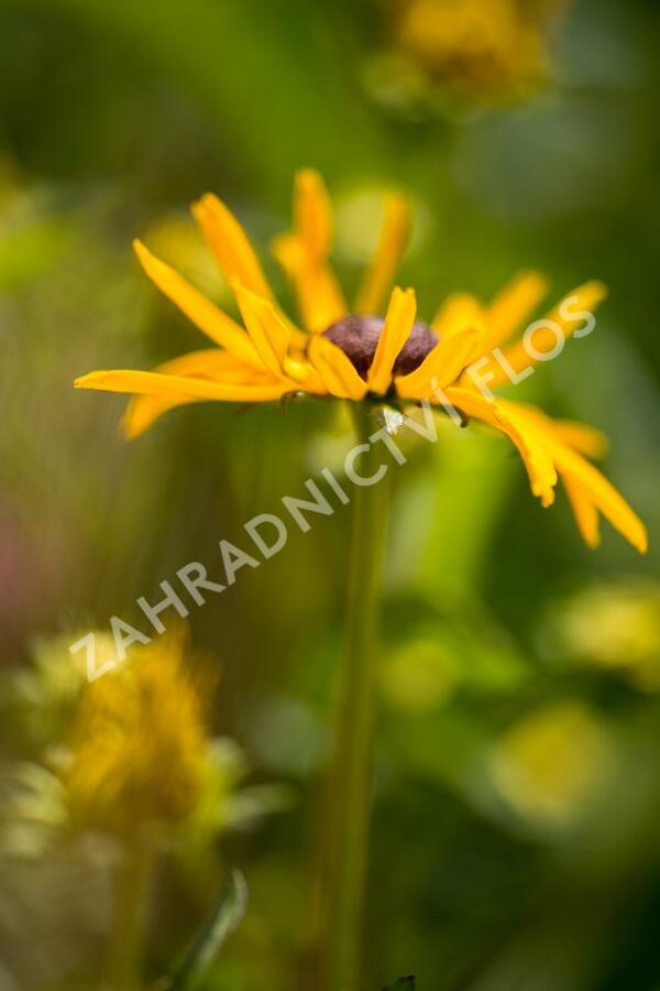 Třapatka zářivá 'City Garden' - Rudbeckia fulgida 'City Garden'