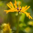 Třapatka zářivá 'City Garden' - Rudbeckia fulgida 'City Garden'