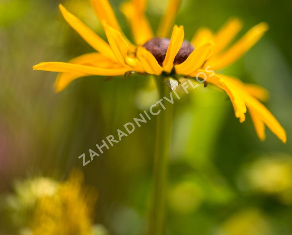Třapatka zářivá 'City Garden' - Rudbeckia fulgida 'City Garden'