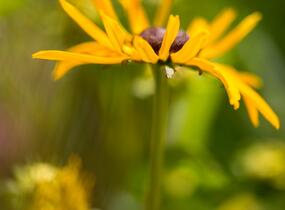 Třapatka zářivá 'City Garden' - Rudbeckia fulgida 'City Garden'