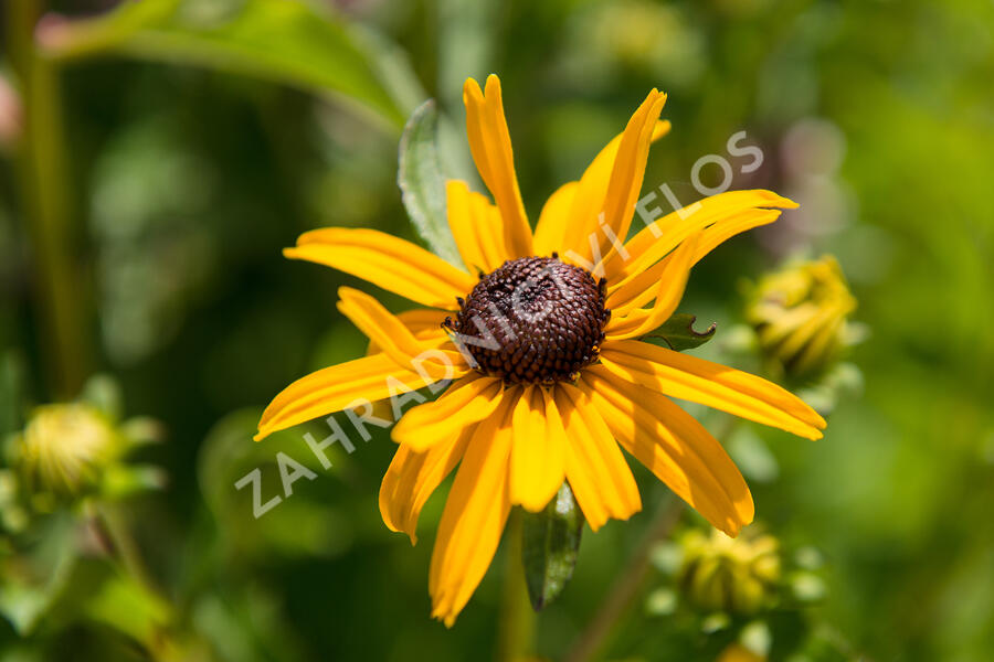 Třapatka zářivá 'City Garden' - Rudbeckia fulgida 'City Garden'