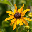 Třapatka zářivá 'City Garden' - Rudbeckia fulgida 'City Garden'