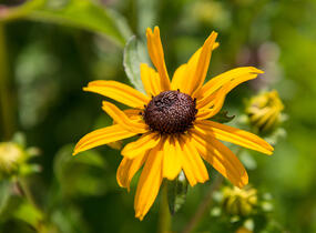 Třapatka zářivá 'City Garden' - Rudbeckia fulgida 'City Garden'