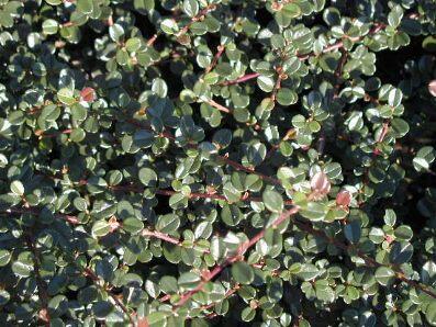 Skalník drobnolistý var. cochleatus - Cotoneaster microphyllus var. cochleatus